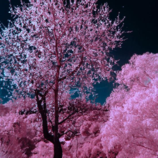 Bild von Baum mit pinken Blüten 